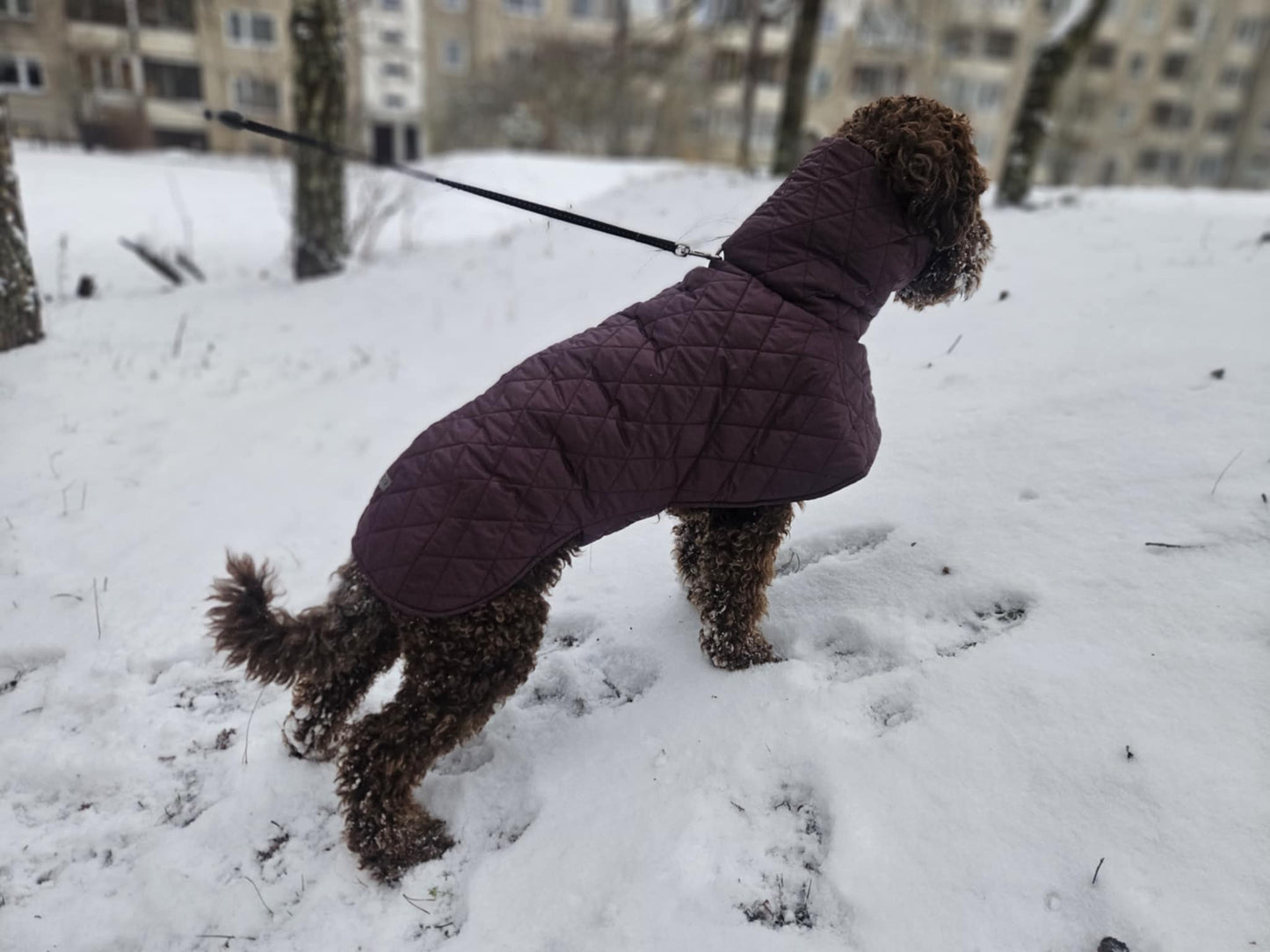 Raudono vyno spalvos KENZOO striukė šuniui