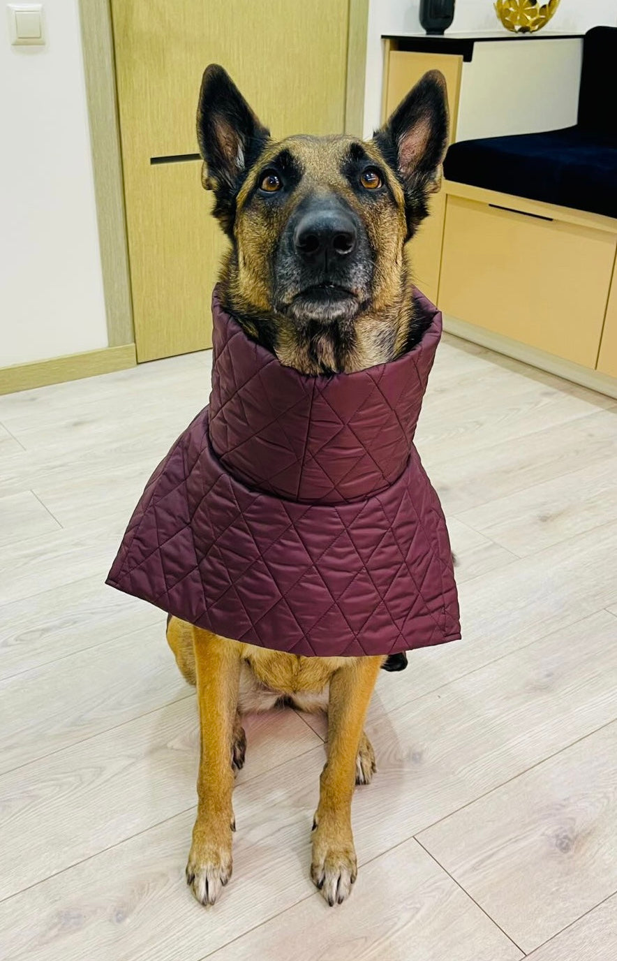 Raudono vyno spalvos KENZOO striukė šuniui