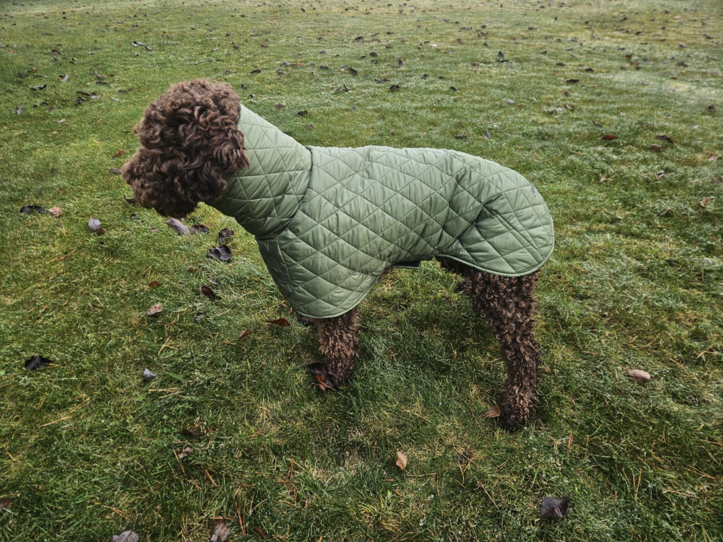 Alyvuogių spalvos KENZOO striukė šuniui